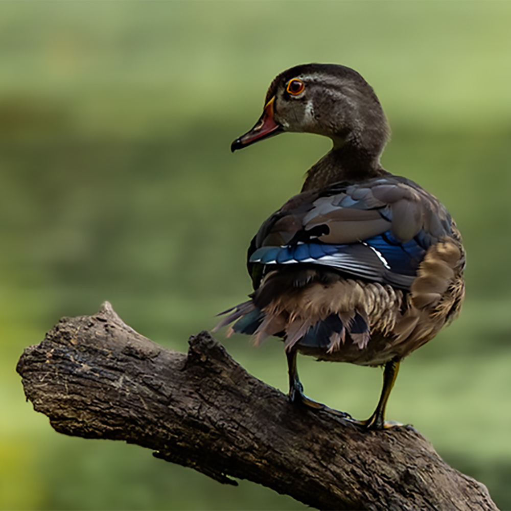 Wood Duck on a log